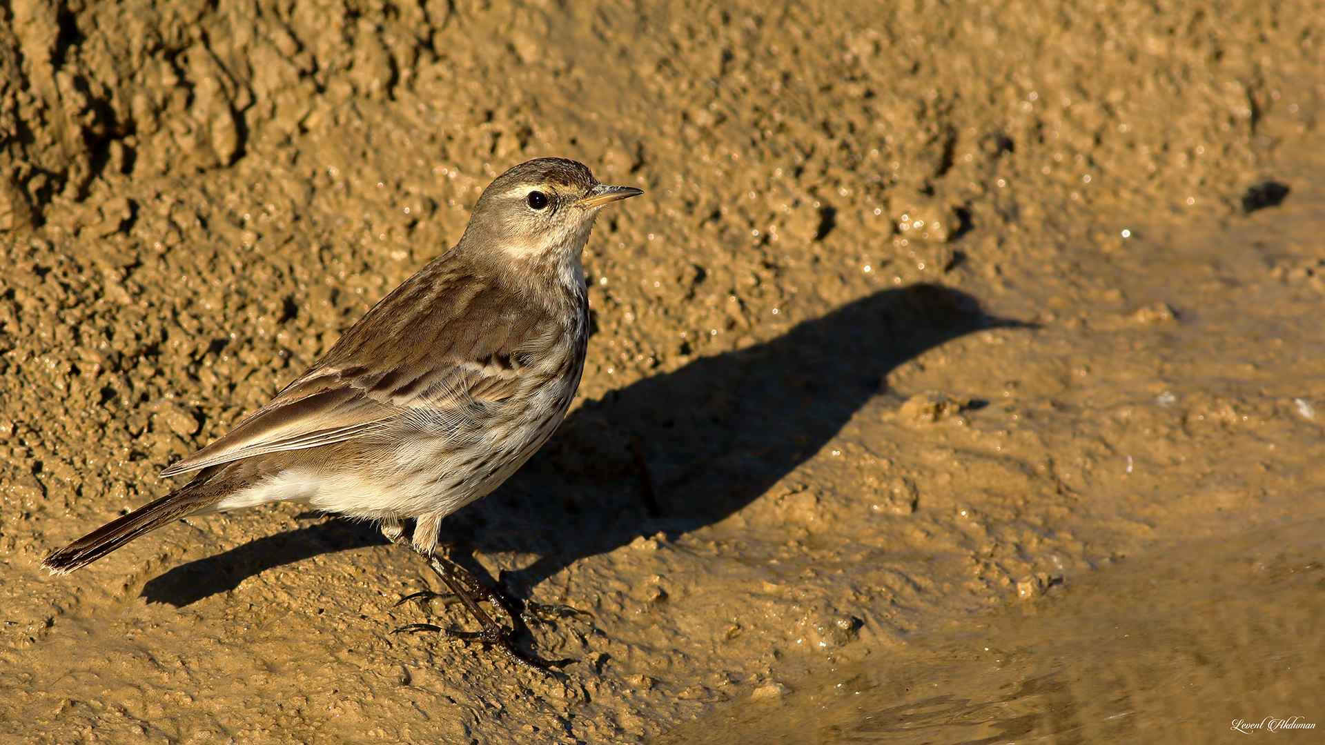 Water Pipit